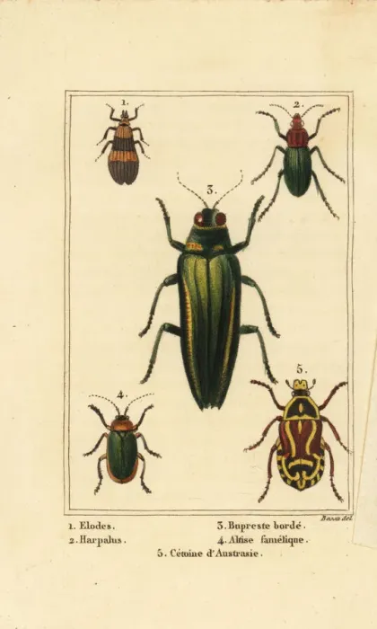 Framed Print : Marsh beetle, jewel beetle, rose chafer, etc Framed Print : Marsh beetle, jewel beetle, rose chafer, etc