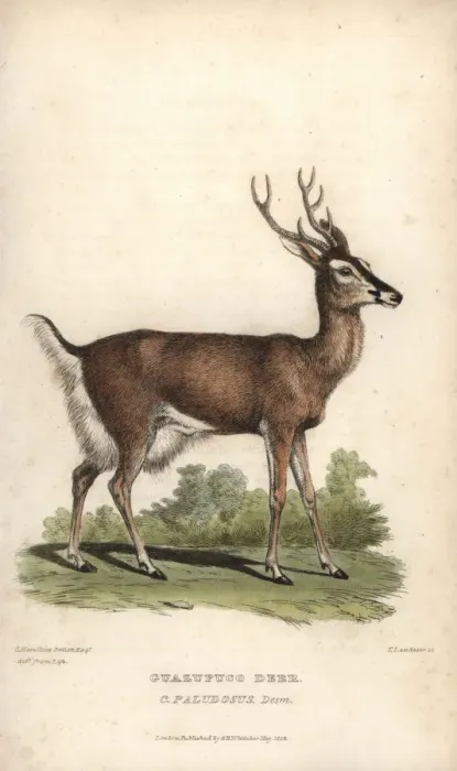 Framed Print : Marsh deer or guazu pucu, Blastocerus dichotomus. Vulnerable Framed Print : Marsh deer or guazu pucu, Blastocerus dichotomus. Vulnerable