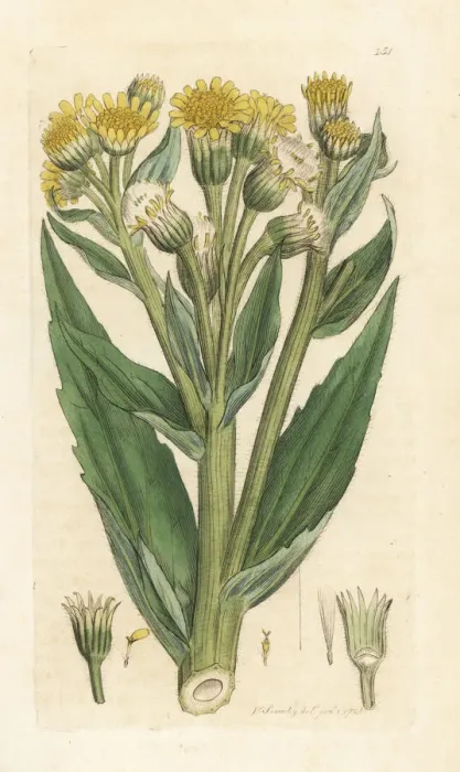 Framed Print : Marsh fleawort or swamp ragwort, Tephroseris palustris Framed Print : Marsh fleawort or swamp ragwort, Tephroseris palustris