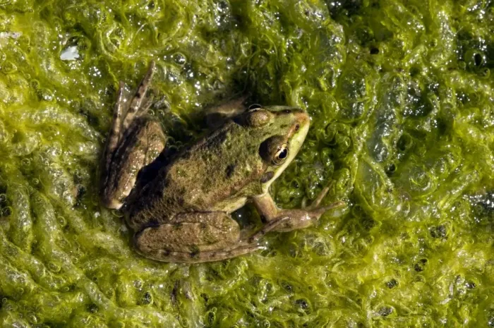 Framed Print : Marsh Frog - basks in the sun Framed Print : Marsh Frog - basks in the sun