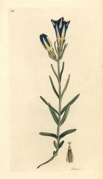 Framed Print : Marsh gentian or Calathian violet, Gentiana pneumonanthe Framed Print : Marsh gentian or Calathian violet, Gentiana pneumonanthe