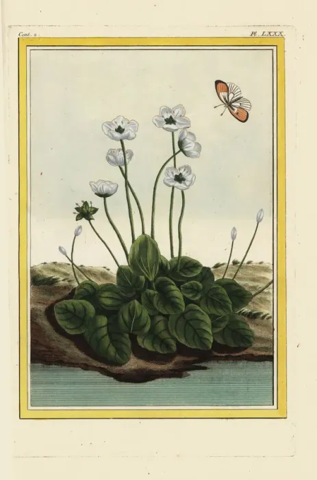Framed Print : Marsh grass of Parnassus or bog-star, Parnassia palustris Framed Print : Marsh grass of Parnassus or bog-star, Parnassia palustris