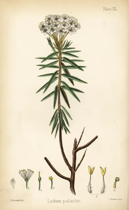 Framed Print : Marsh Labrador tea or wild rosemary, Rhododendron tomentosum Framed Print : Marsh Labrador tea or wild rosemary, Rhododendron tomentosum