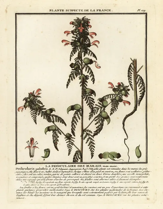 Framed Print : Marsh lousewort, Pedicularis palustris Framed Print : Marsh lousewort, Pedicularis palustris