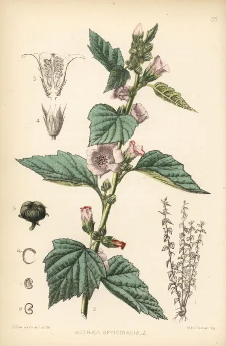 Framed Print : Marsh mallow, Althaea officinalis Framed Print : Marsh mallow, Althaea officinalis