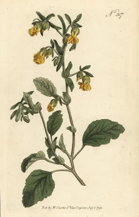 Framed Print : Marsh-mallow-leaved hermannia, Hermannia althaeifolia Framed Print : Marsh-mallow-leaved hermannia, Hermannia althaeifolia
