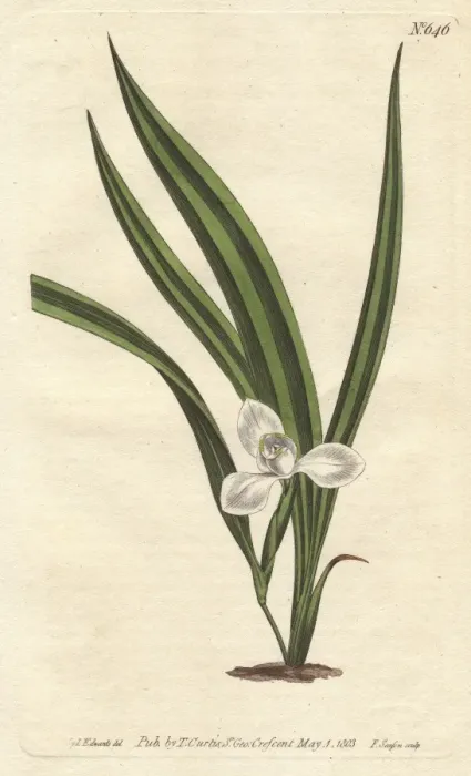 Framed Print : Marsh marica with small white flowers and narrow Framed Print : Marsh marica with small white flowers and narrow