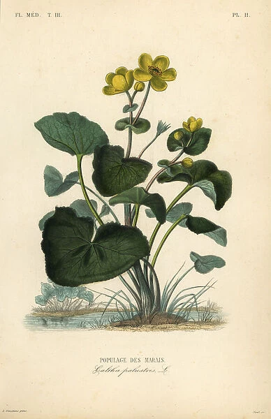 Marsh marigold or kingcup, Caltha palustris