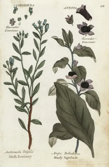 Framed Print : Marsh rosemary and deadly nightshade Framed Print : Marsh rosemary and deadly nightshade
