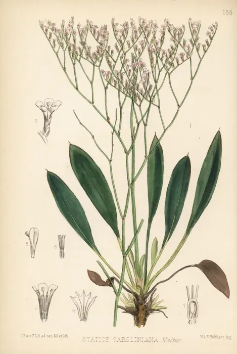 Framed Print : Marsh rosemary or sea lavender, Limonium carolinianum Framed Print : Marsh rosemary or sea lavender, Limonium carolinianum