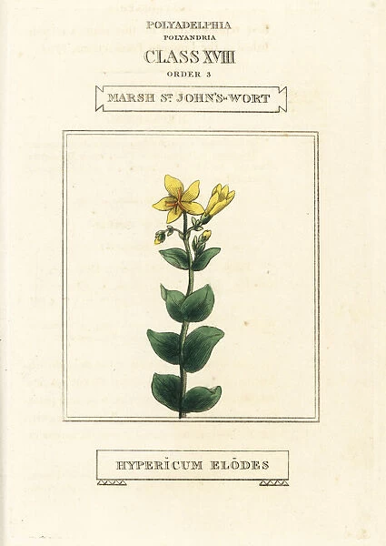 Marsh St. John s-wort, Hypericum elodes