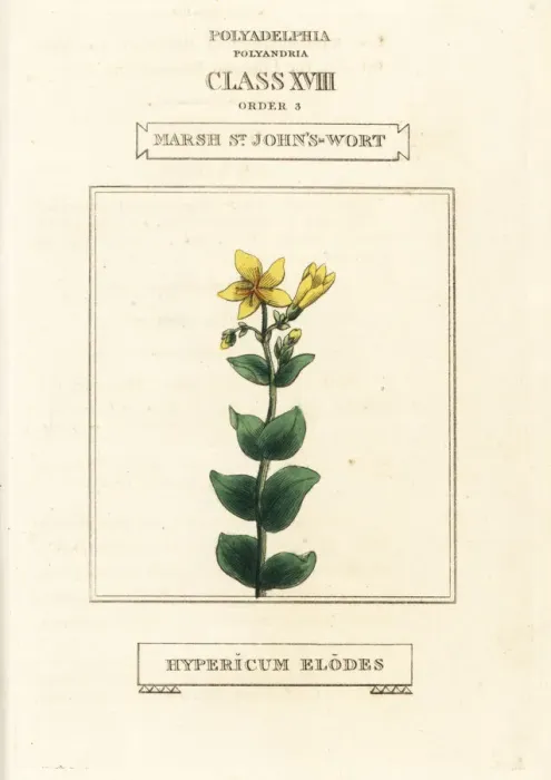 Framed Print : Marsh St. John s-wort, Hypericum elodes Framed Print : Marsh St. John s-wort, Hypericum elodes