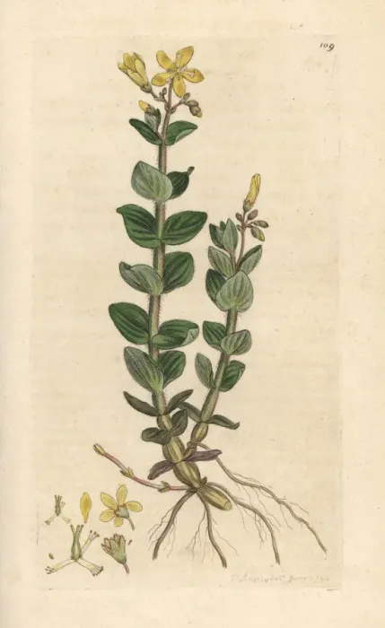 Framed Print : Marsh St. Johns wort, Hypericum elodes Framed Print : Marsh St. Johns wort, Hypericum elodes