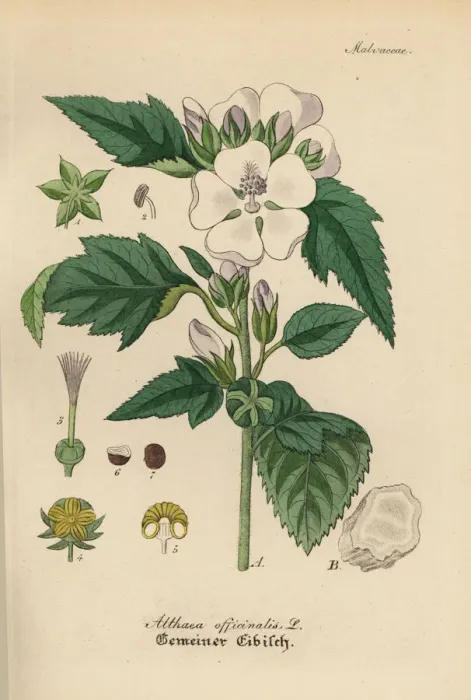 Framed Print : Marshmallow, Althaea officinalis Framed Print : Marshmallow, Althaea officinalis