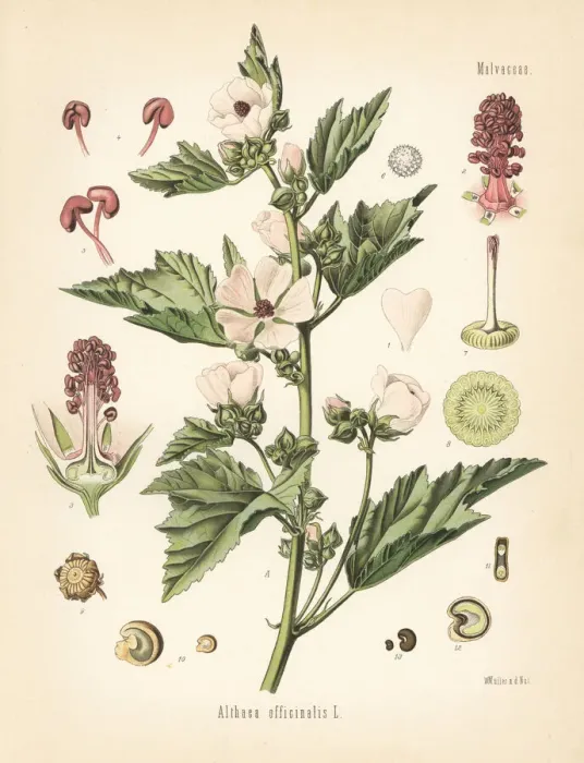 Framed Print : Marshmallow, Althaea officinalis Framed Print : Marshmallow, Althaea officinalis