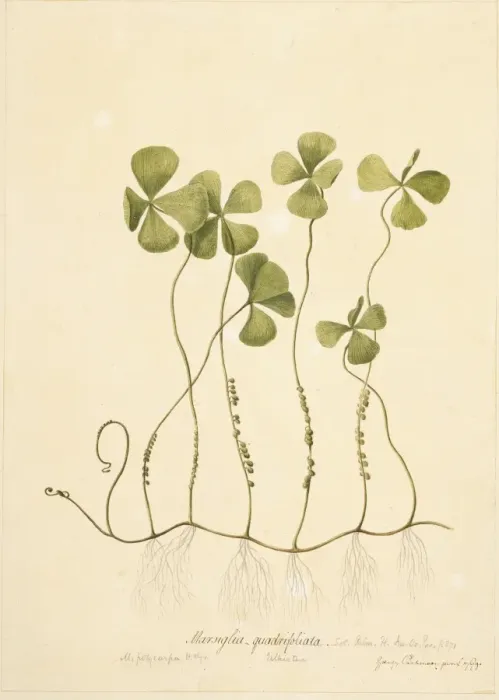 Framed Print : Marsilea polycarpa, waterclover Framed Print : Marsilea polycarpa, waterclover
