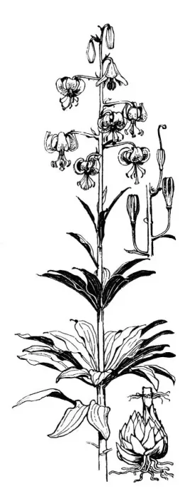 Framed Print : Martagon Lily Framed Print : Martagon Lily