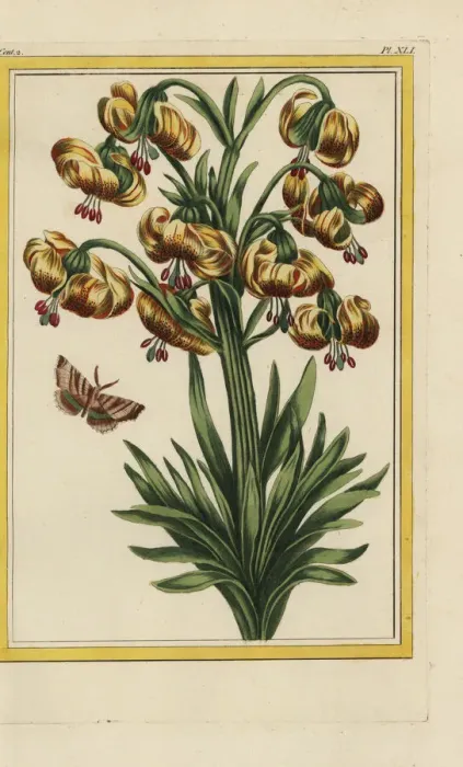 Framed Print : Martagon lily, Lilium martagon Framed Print : Martagon lily, Lilium martagon