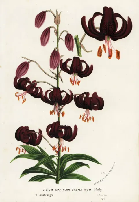 Framed Print : Martagon lily or Turks cap lily, Lilium martagon Framed Print : Martagon lily or Turks cap lily, Lilium martagon