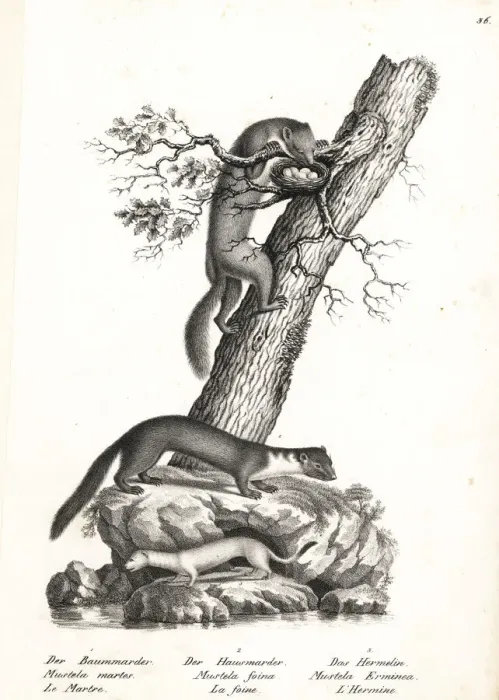 Framed Print : Marten, beech marten and stoat