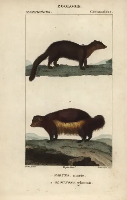 Framed Print : Marten, Martes martes, and wolverine, Gulo gulo Framed Print : Marten, Martes martes, and wolverine, Gulo gulo