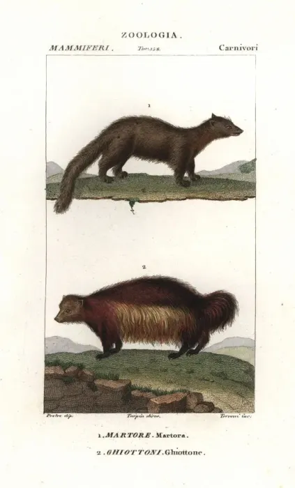 Framed Print : Marten, Martes martes, and wolverine, Gulo gulo Framed Print : Marten, Martes martes, and wolverine, Gulo gulo