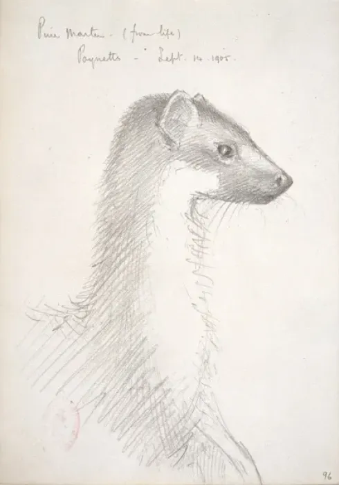 Framed Print : Martes martes, European pine marten Framed Print : Martes martes, European pine marten