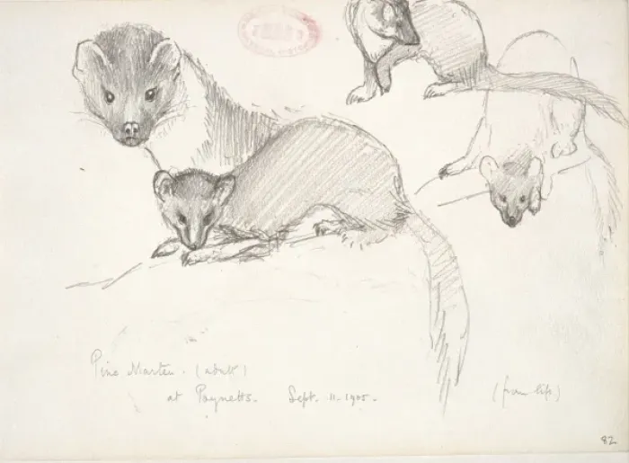 Framed Print : Martes martes, European pine marten Framed Print : Martes martes, European pine marten
