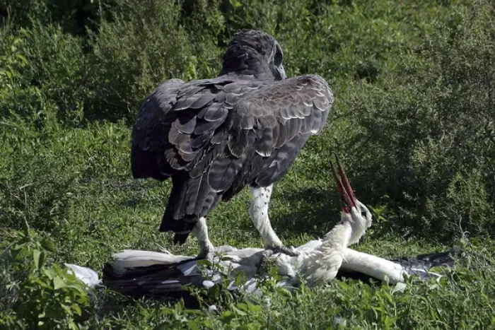 Framed Print : Martial Eagle - attacking White Stork - the fight Framed Print : Martial Eagle - attacking White Stork - the fight