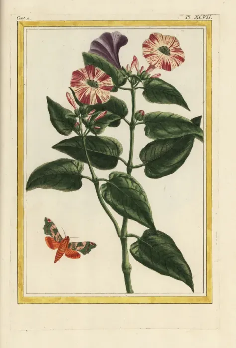 Framed Print : Marvel of Peru, Mirabilis jalapa Framed Print : Marvel of Peru, Mirabilis jalapa