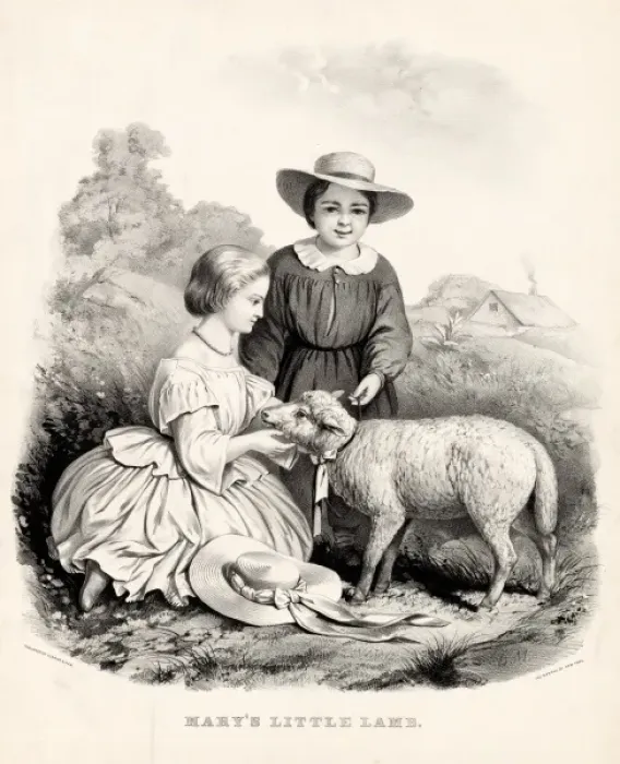 Framed Print : Marys Little Lamb Framed Print : Marys Little Lamb