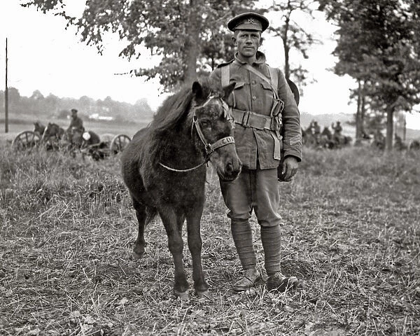 Mascot of the Kings Royal Rifles, Western Front, WW1