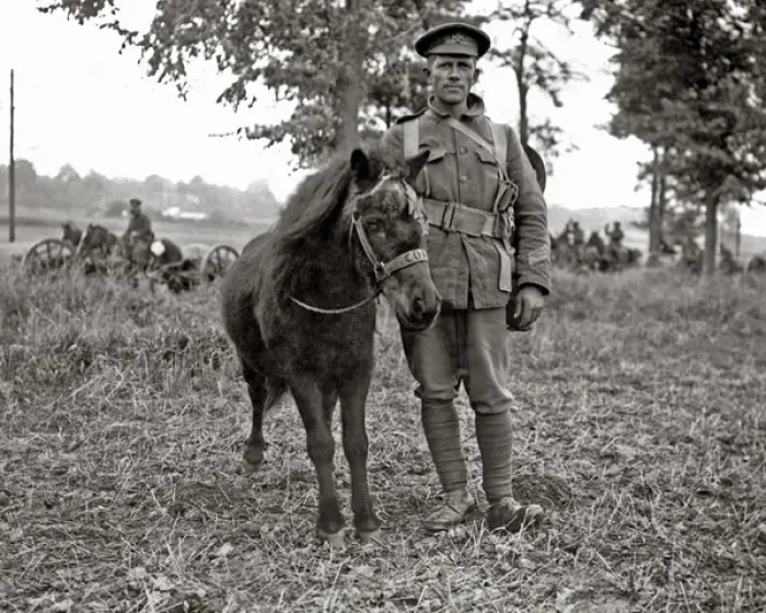 Framed Print : Mascot of the Kings Royal Rifles, Western Front, WW1 Framed Print : Mascot of the Kings Royal Rifles, Western Front, WW1