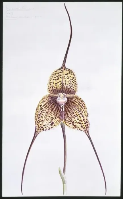 Framed Print : Masdevallia chimaera, orchid Framed Print : Masdevallia chimaera, orchid