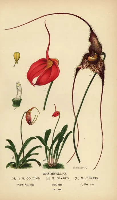 Framed Print : Masdevallia coccinea, Trisetella gemmata, Dracula chimaera Framed Print : Masdevallia coccinea, Trisetella gemmata, Dracula chimaera