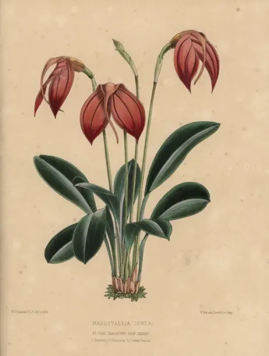Framed Print : Masdevallia ignea orchid with orange flowers Framed Print : Masdevallia ignea orchid with orange flowers