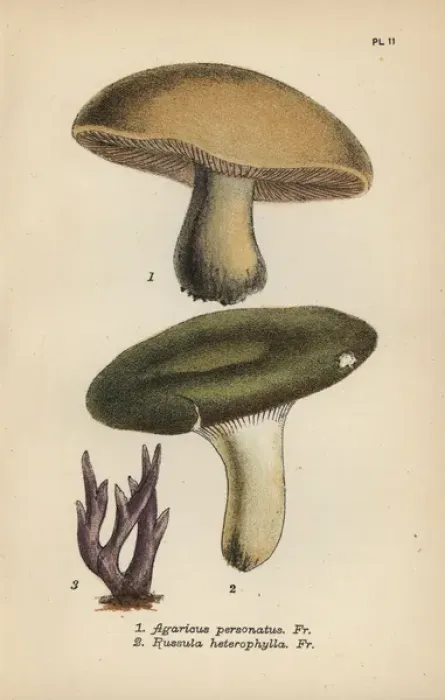 Framed Print : Masked mushroom, Agaricus personatus 1, variable Framed Print : Masked mushroom, Agaricus personatus 1, variable