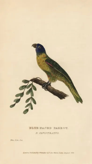 Framed Print : Masked shining parrot, Prosopeia personata Framed Print : Masked shining parrot, Prosopeia personata