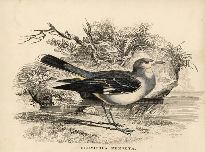 Framed Print : Masked water tyrant, Fluvicola nengeta Framed Print : Masked water tyrant, Fluvicola nengeta