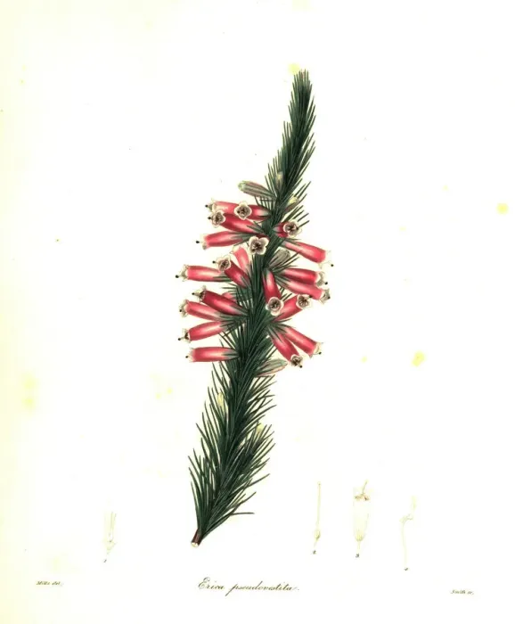 Framed Print : Massons heath, Erica massonii Framed Print : Massons heath, Erica massonii