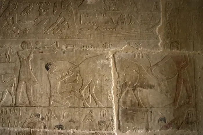 Framed Print : Mastaba of Nefer and Kahay. Relief. Two ranchers attending t Framed Print : Mastaba of Nefer and Kahay. Relief. Two ranchers attending t