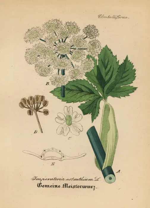 Framed Print : Masterwort, Peucedanum ostruthium Framed Print : Masterwort, Peucedanum ostruthium