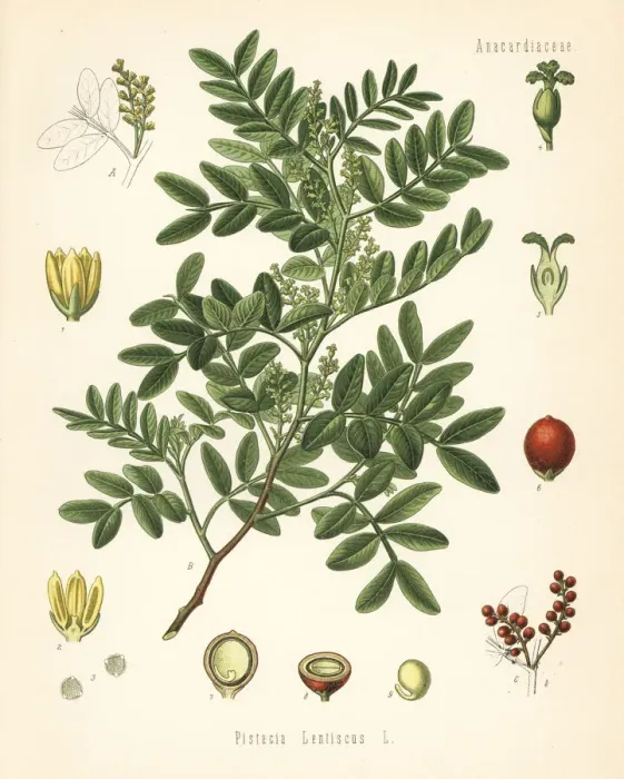 Framed Print : Mastic, Pistacia lentiscus Framed Print : Mastic, Pistacia lentiscus