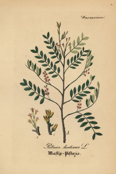 Framed Print : Mastic tree, Pistacia lentiscus