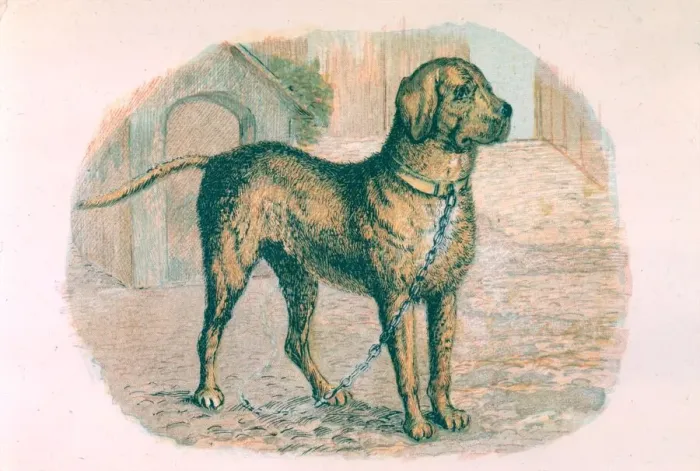 Framed Print : A mastiff on a chain Date: circa 1870