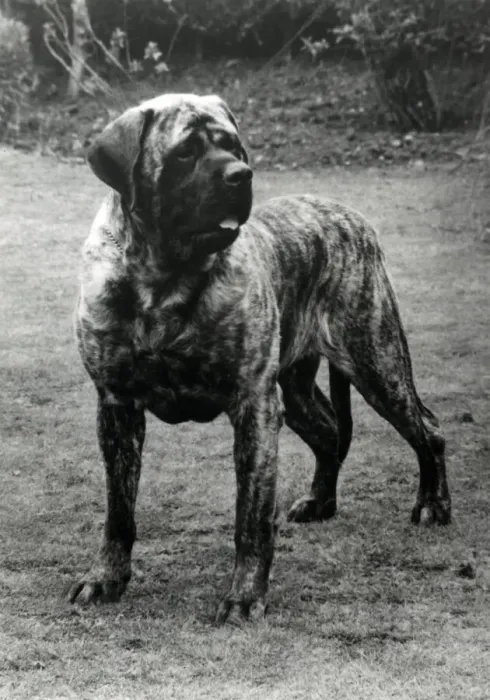 Framed Print : Mastiff - Forefoot Prince of Darkness Framed Print : Mastiff - Forefoot Prince of Darkness