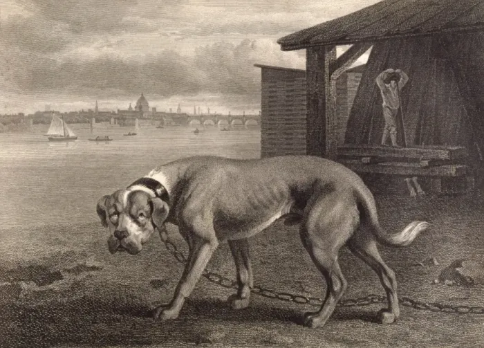 Framed Print : Mastiff (Reinagle) Framed Print : Mastiff (Reinagle)