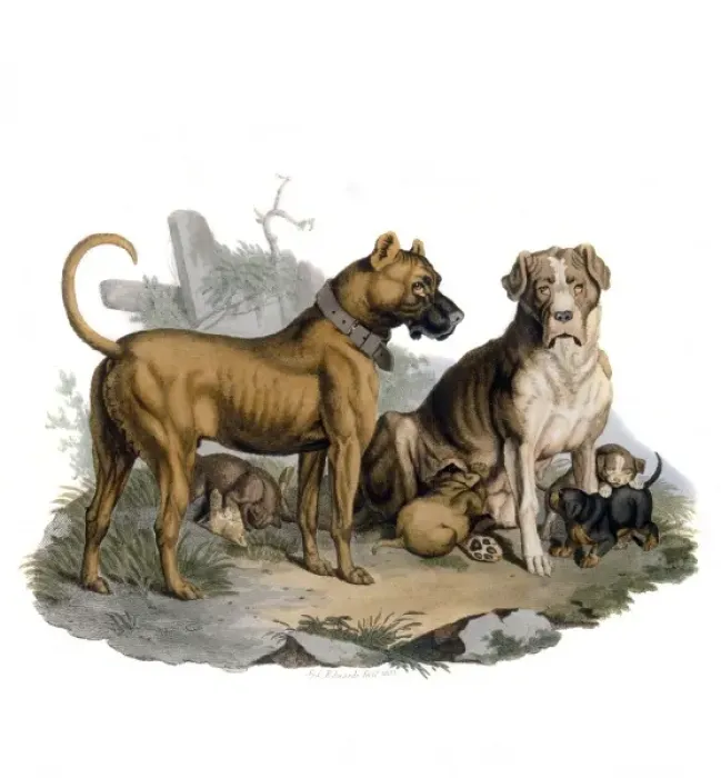 Framed Print : Mastiffs & Puppies Framed Print : Mastiffs & Puppies