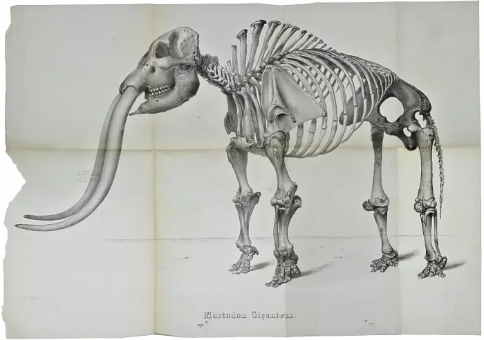 Framed Print : Mastodon giganteus Framed Print : Mastodon giganteus