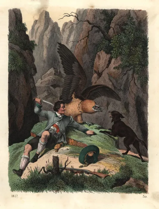 Framed Print : Mathias Sturz fighting a bearded vulture with a knife Framed Print : Mathias Sturz fighting a bearded vulture with a knife